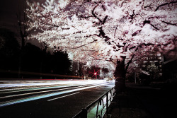 markdc:  Sakura | Tokyo, JapanOriginal: http://www.flickr.com/photos/guen_k/4481925734 