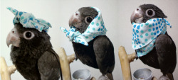 birdyrevolution:  tama-cha:  スカーフ1枚で色々楽しめます　#bird_smile