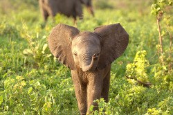 faunis:  Curious Elephant Baby (by Morten Skovgaard) 