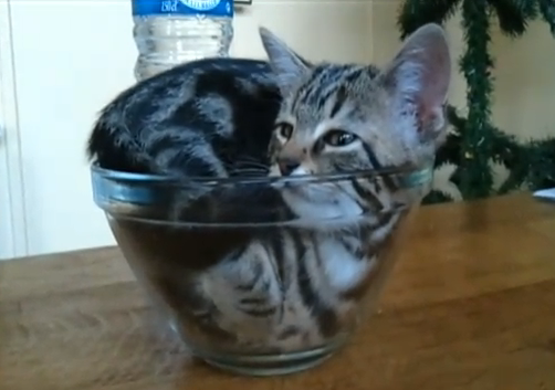 getoutoftherecat:  get out of there cat. you cannot be in that bowl. it’s not even