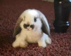 I want a baby male bunny with long ears &lt;3