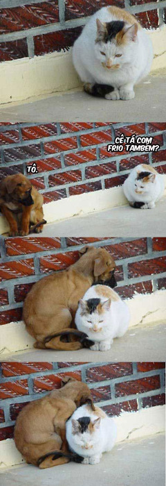  Até os animais superam as diferenças. Porque nós também não podemos?  