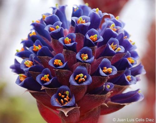 Puya venusta