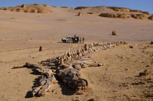 mad-as-a-marine-biologist:  scipsy:  Largest whale skeleton in the world found at Siwa Oasis (via @k