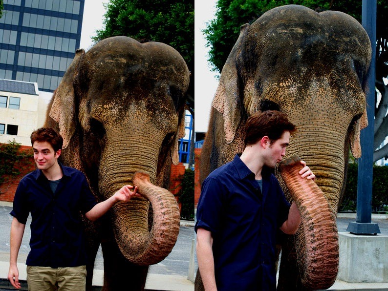 nervoushabit:  gumbylegs:   “I had a relationship with the elephant, but it was