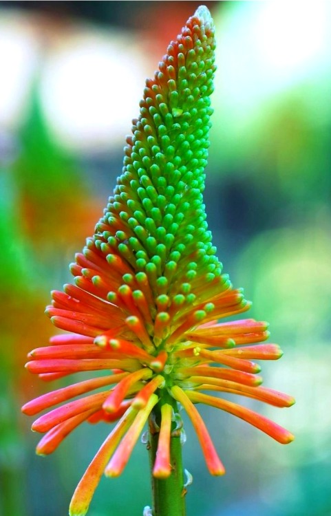 Kniphofia sp.