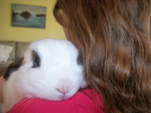 firefly-stare:  lolbunny