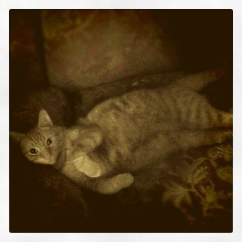 laundryaisandrea:Lounging (Taken with instagram)