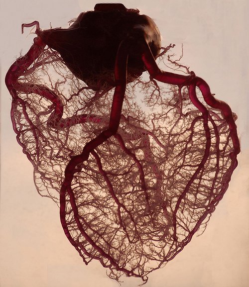 ohioisloko:   “The human heart stripped of fat and muscle, with just the angel