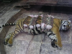 overflowingthoughts:  “This tiger had a litter of premature babies that all died shortly after they were born. She became so depressed after her babies died that the zoologists made little tiger-skin wraps for all of these piglets, and sent them in