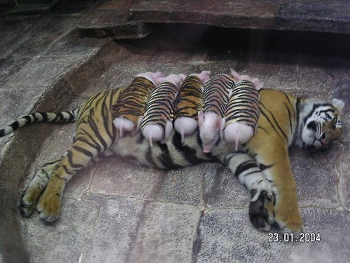 vomitbreath:  p00ville:   This tiger had a litter of premature babies that all died shortly after they were born. She became so depressed after her babies died that the zoologists made little tiger-skin wraps for all of these piglets, and sent them in