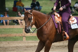 Quarter Horse; Sass, Class &Amp; Ass