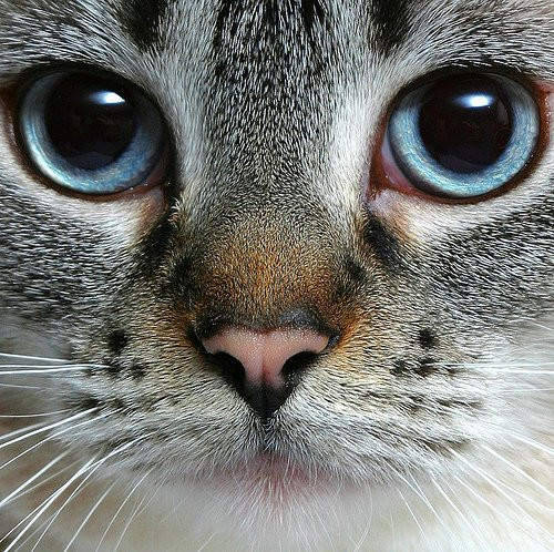 fuckyeahfelines!