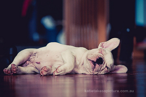 fuckyeahbulldog:  Nanna nap, Frenchie style (by Katie Takes A Picture) Frenchie Friday 