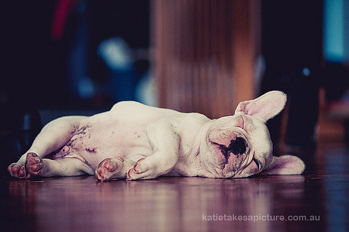 XXX fuckyeahbulldog:  Nanna nap, Frenchie style photo