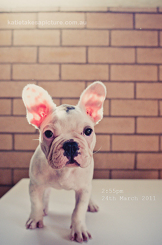 fuckyeahbulldog:  Day 083 - 24.03.11 (by Katie Takes A Picture) Frenchie Friday!