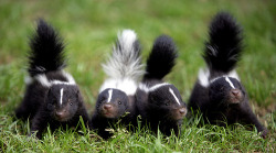 theanimalblog:  Skunk  (by floridapfe) 