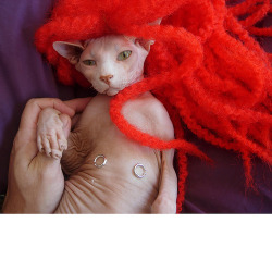 catswag:  Sphynx Cat as Redhead with Nipple