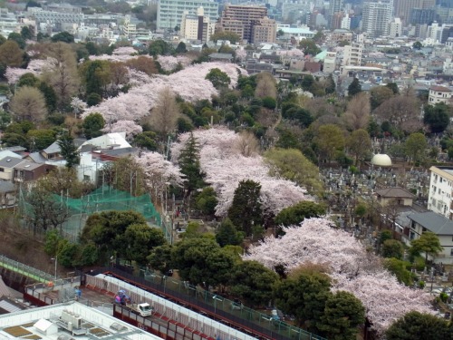 Does your Google also show you this logo to celebrate our proud Japanese artist?
Yokoyama Taikan(I write family name first) is his name, and his grave is in Yanaka, my beloved ex-neighborhood, where I posted many beautiful cherry blossom photos from...