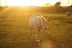 Horse Friend on Flickr.