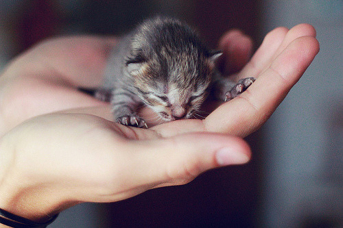 14cats:(by Everything’s magic)
