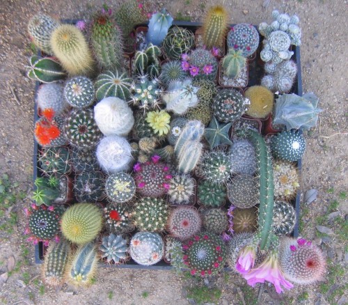 Boosmörgåsbord