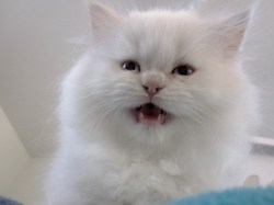 Fuck Yeah! Doll Face Persian Cats