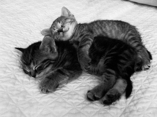 got kittens in paris and they suffer from realness