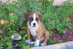 fyeahwrinklydogs:  Aw, little boxer, you