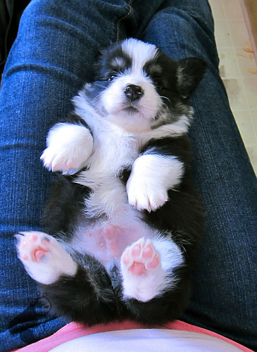 corgiaddict:  poopster:  Pudge looks like a panda. PINK TOES. I rubbed his tummy with fervor to get those cow spots to come out, sadly, no cow spots… yet  Last Pudge picture, promise (for today). 
