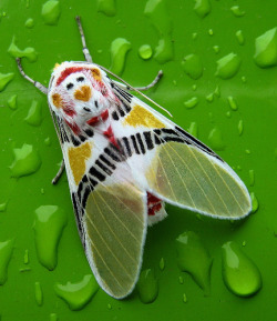 thedaintysquid:  insectlove:fuckyeahmoths: Polilla