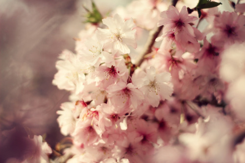 365/102 - Cheery Blossoms Part of my 365 Photography on FLICKR. And here on Tumblr. Like my photos? 