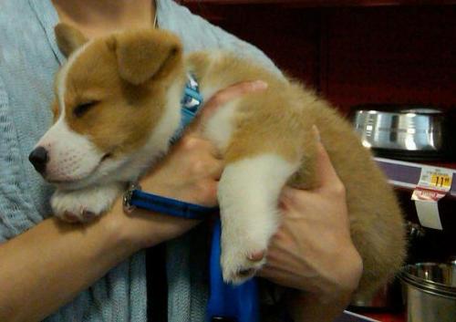 corgiaddict:  Mr. Turbo falling asleep while shopping at the pet store =P 