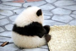 Asdfghjkl baby panda!!