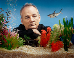 bohemea:  Bill Murray by Matthias Clamer