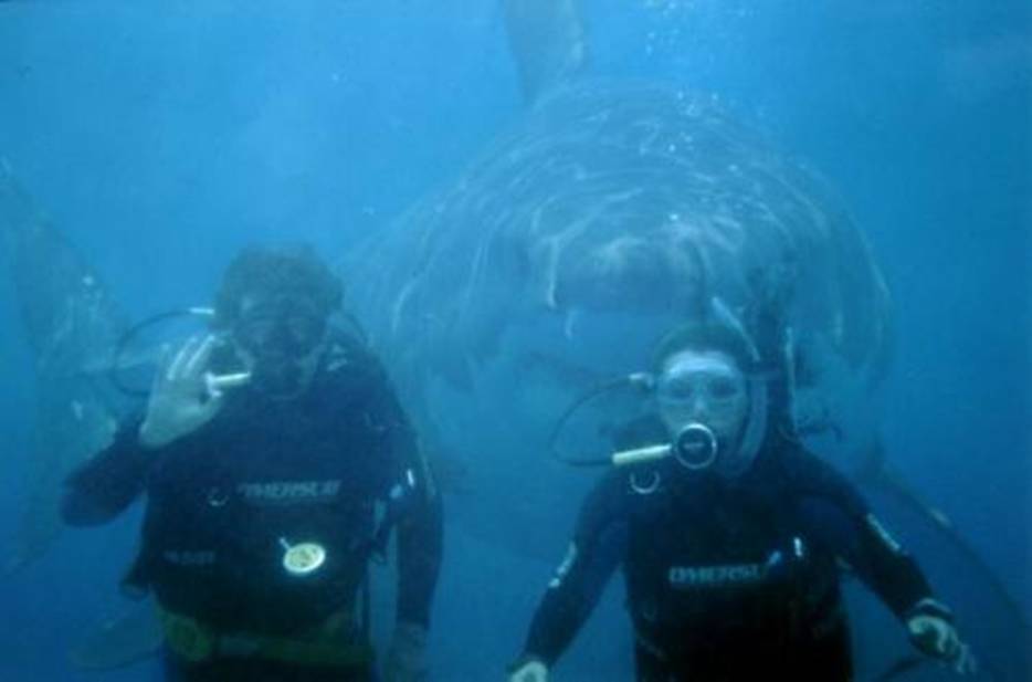  A family were on holiday in Australia for a week and a half when husband, wife and