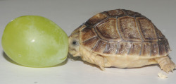 thedailywhat:  Adorable Animal Being Adorable of the Day: ZSL Whipsnade Zoo’s biggest attraction is also its smallest — Tiny Tim the Egyptian tortoise, seen here nomming on a grape (he’s on the right). [bwe.]  &lt;3!