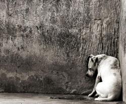 nylkoorbshit:  Abandono não é legal. 