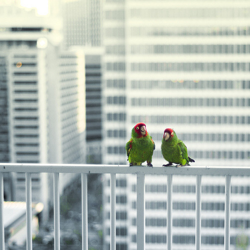 hazor:  Balcony visitors (by Rsms) 