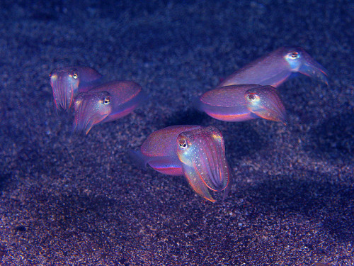 fuckyeahcuttlefish:Cuttlefish off the coast of Japan, species unknown.