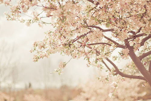 Pictures and Quotes