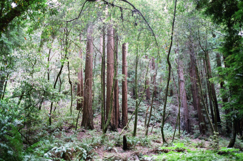 muir woods. California. 2010.