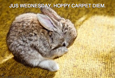 JUS WEDNESDAY. HOPPY CARPET DIEM.