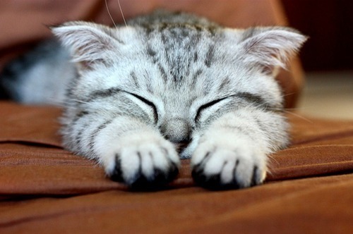 ahatfulloftea:  eeeeesocute 