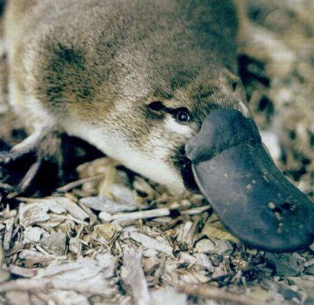 bonerbonerbonerboner:  i loev duck billed platypuses  glamor shot of me