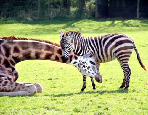 The recent weather at Noahs Ark Zoo Farm in Bristol seems to have had a warming effect on the relationships between some of the animals. The zoo’s male giraffe Gerald has amused visitors and staff by making close friends with the zebra family. The...
