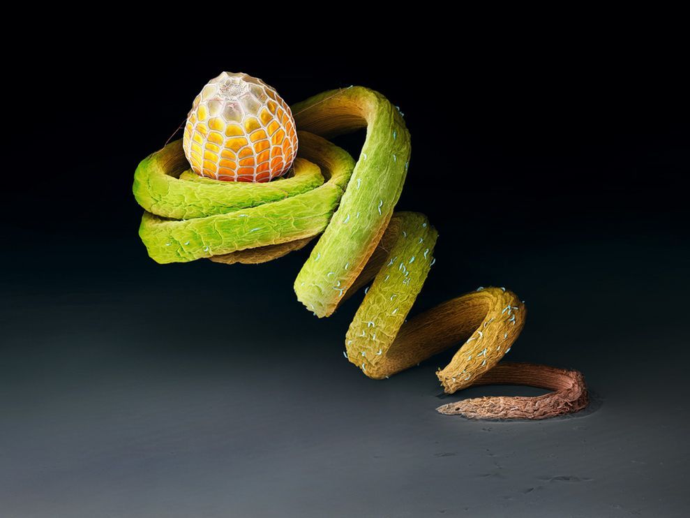 lickystickypickyme:  Perched on the tendril of a Passiflora plant, the egg of the