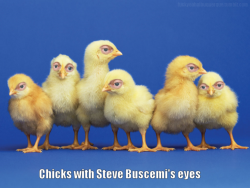 fuckyeahdementia:  chicks with steve buscemi’s