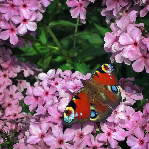 llbwwb:  Peacock butterfly (Inachis io) on phlox by Андрей Бо