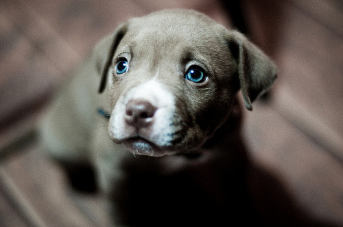 i want this dog! looks kinda like my cousin&rsquo;s mutt!